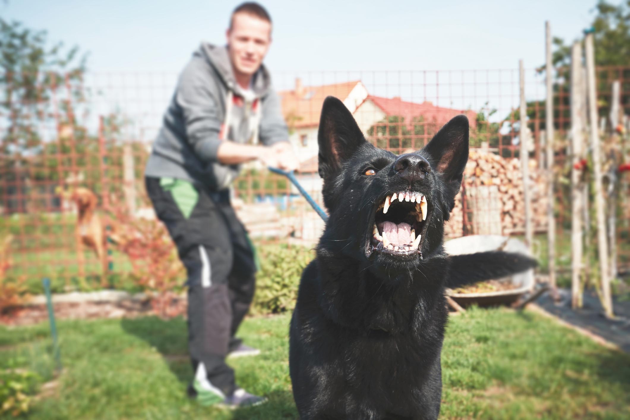 Dog Bites and Attacks